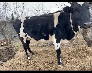 Другие животные