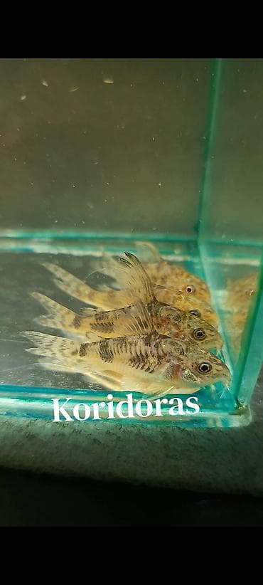 pisik ucun bit dermani: Koridoras 
4 sm. 5 sm. 3 azn 
WhatsApp Yazın! — 4