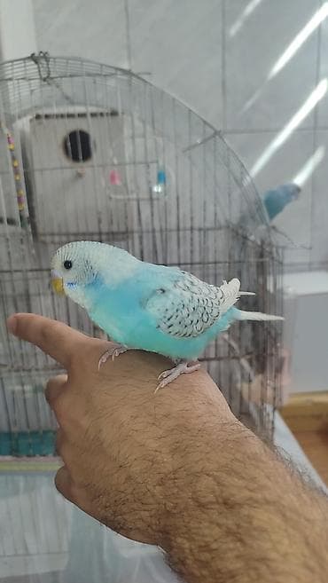 bulbul quşu: Gözəl rəngə sahib məhəbbət quşları, tam sağlamdırlar və vitaminli — 3