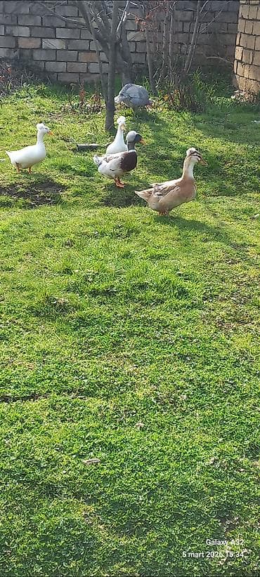 ag xoruz: Məhsul: Toqquzqulaq (crested) ördək balaları və damazlıq sürünün nəsli — 3