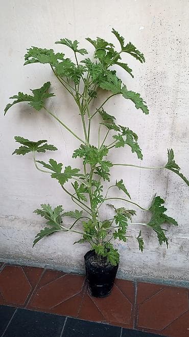 limon: Məhsul: 2 ədəd saksı bitkisi dəsti 1) Monstera adansonii (Swiss — 1