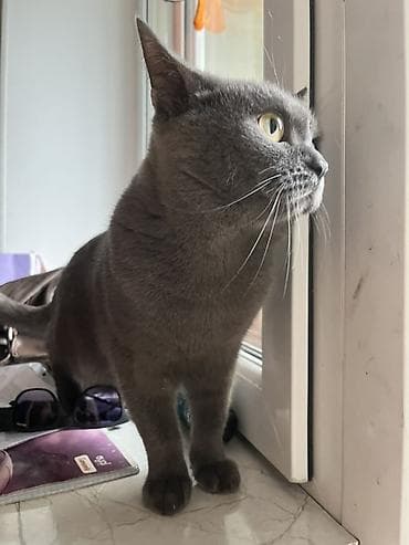 col pişiyi: Şotland, Erkək, Cütləşmə üçün, Ünvandan götürmə, Pulsuz çatdırılma — 2