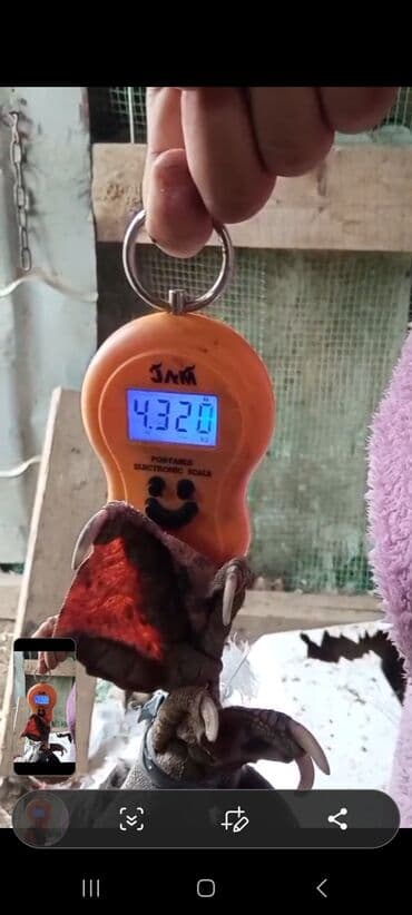 1 kq tort nece neferlikdir: Portativ elektron tərəzi – asılqan tipli, narıncı gövdə, LED/LC — 1