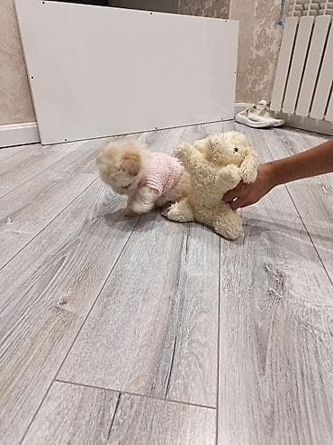 ucuz goyərcinlər: Pudel, 2 ay, Erkek, Peyvəndli — 6