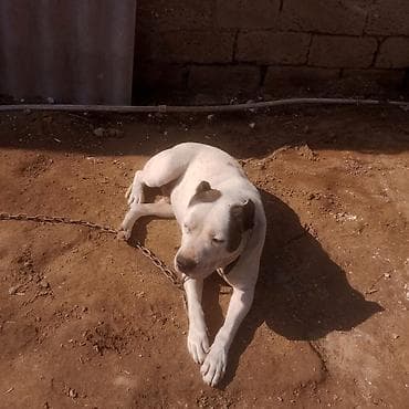 ağ siçan: Amerikan buldoqu, Erkek, Peyvəndli — 3