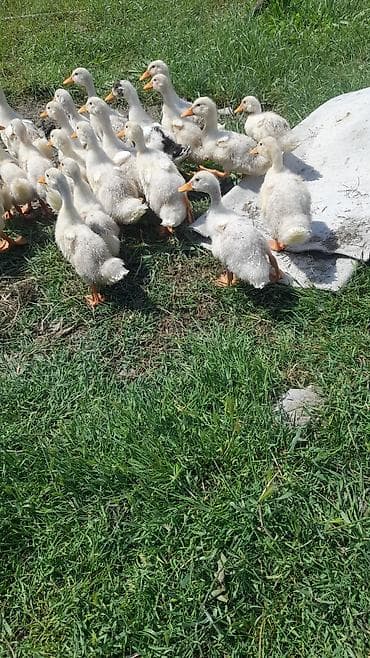 poni at satilir: Salam. 1 Ay 10 Günlük Pekin Ördəklər Var Satışda. İstiyənlər Əlaqə — 3