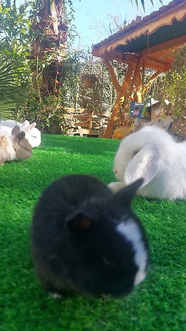 Птицы: Wekilde gorduyunuz mini Xolandski loplar satilir muxtelif renglerdedi — 10