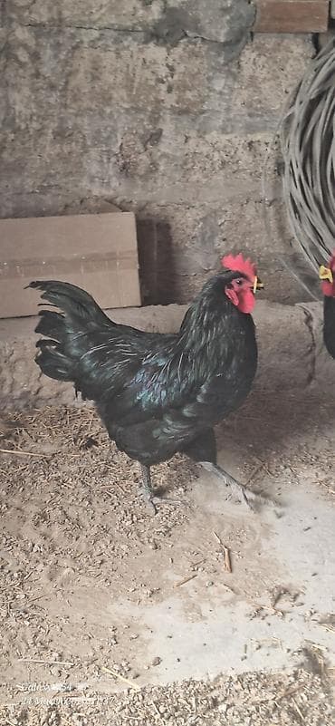 qara quyruq: Qara rəngli Alman Australorp xoruzu (tünd, parlaq lələklər) Təsvir: - — 6