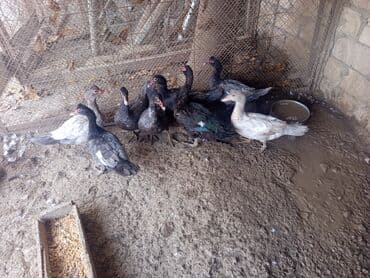 heyvan bazari inekler: Salam yerli və cins ördəklər satılır 20-70 manat arası ünvan Gəncə - — 10