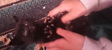 pişik etibarlı əllərə verilir: Tabbi, Yaxşı əllərə — 2