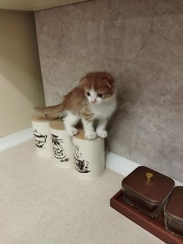 Şotland yastı qulaq, Dişi, Yaxşı əllərə, Ünvandan götürmə