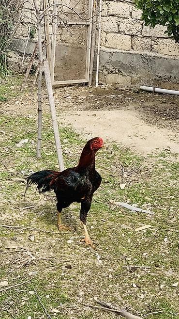 tap az heyvanlar: 11 aylıqdır — 3