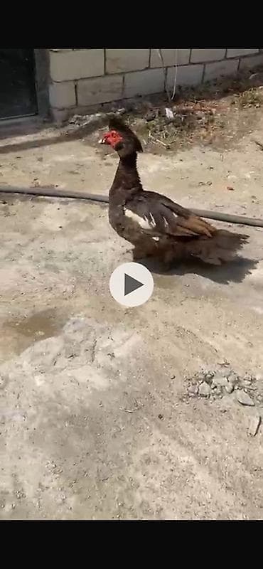 yarasa: Muscovy ördək (indo-ördək), erkək. - Rəng: tünd qəhvəyi-qara lələk — 2