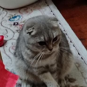 ucuz quslar: Şotland yastı qulaq, Ödənişli çatdırılma — 2