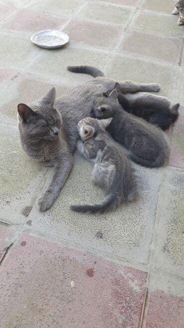 pişik satışı ucuz: Tabbi, Erkək — 5