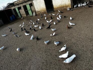 anqut quşu: Məhsul: Baxımlı ev göyərçinləri dəsti Təsvir: - Fərqli rəng və — 2
