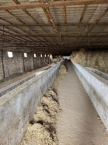 mingecevir kiraye: Torpaq sahəsi icarəyə verilir. Hövsan qəsəbəsində yerləşən ferma — 1
