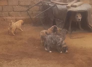 heyvan yemi: Qurdbasar, Erkek, Peyvəndli — 4