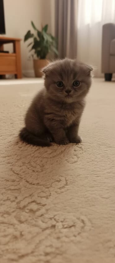 dişi pişiklər: Şotland, Dişi — 4