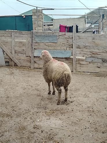 Собаки: Ягненок, Самец, месяцев: 8, 33 кг, Для мяса, Самовывоз — 3