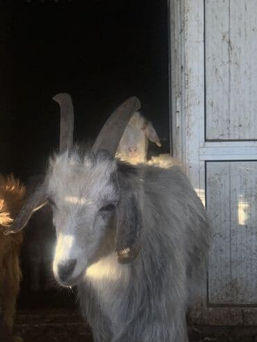 ucuz keci: Goranboy ✅ Ərəb sortu və yerli sort keçilər satılır. Yerlər daraldığı — 5