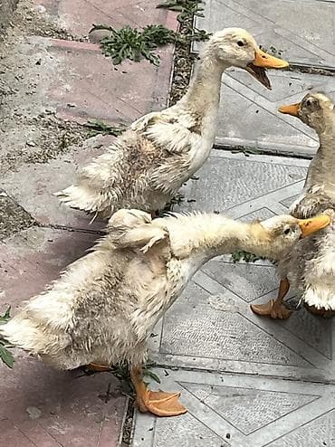 ördək balası və cücə: Erkək, Ətlik, Ünvandan götürmə, Pulsuz çatdırılma, Ödənişli çatdırılma — 4