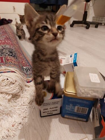 pişik sahibləndirilir: Ünvandan götürmə — 5