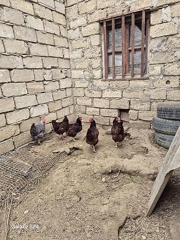 Кошки: Курица, Для яиц — 3