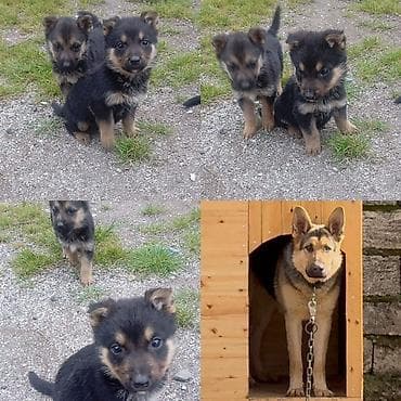 qurdbasar iti satisi: Alman çoban iti, 2 ay — 2