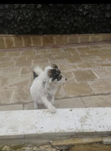 pekines itleri: 11 ay, Peyvəndli, Ödənişli çatdırılma — 2