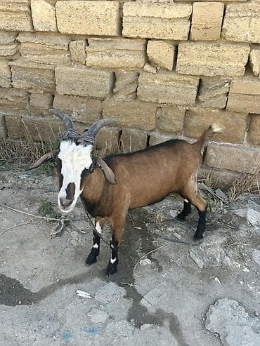 Keçilər, çəpişlər: Qoyun-keçi təsərrüfatı üçün xallı keçi - Növ: Keçi (şaxəli, güclü — 2