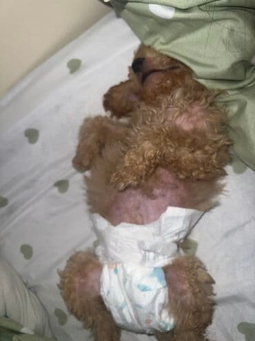 отдам в добрые руки шпица: Пудель, 2 месяца, Самец, С прививками, Самовывоз — 4