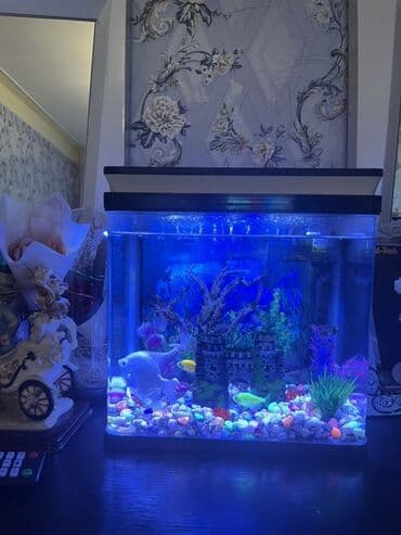 продажа аквариумных рыбок: Akvarium və 9 balıq satılır.Akvariumun özünün elə 100 manata almışıq — 2