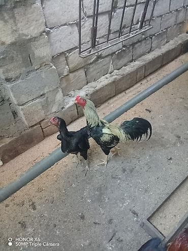 Tür: Qara toyuq və xoruz cütlüyü Təsvir: - Uzunboyun, hündür ayaqlı — 1