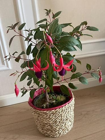 dekor suni guller: Fuşya (Fuchsia) otaq bitkisi - Möhtəşəm çəhrayı-bənövşəyi asma — 1
