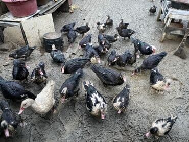 lal ordek satilir: Satış üçün muskoviy (hind) ördəkləri qrupu - Növ: Muskoviy (hind) — 1