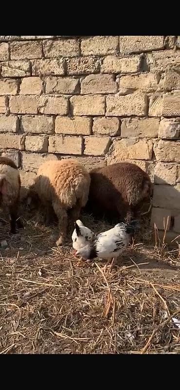 6 ayliq quzularki erkek Məhsul: Xırda buynuzlu heyvanlar – quzu