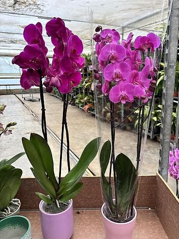 badam baglari: Orxideya sadə dibçəyində 40azn. Hədiyyəlik bağlama əlavə 2azn — 6