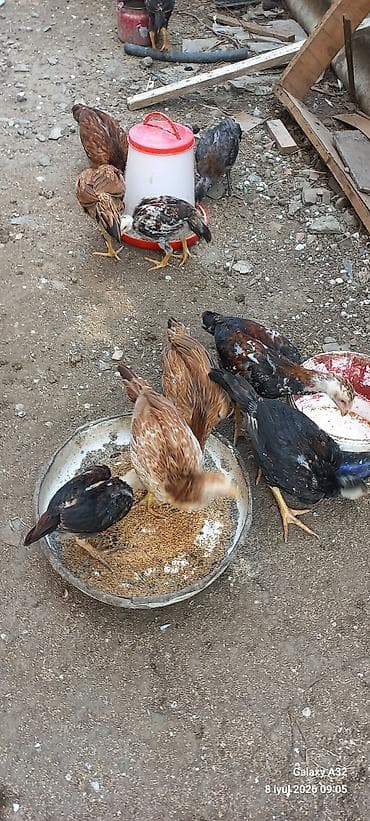 qusar heyvan satışı: Təmiz qan daş pipik və badam pipik heyratı fərə və beçələr.Unvan — 7