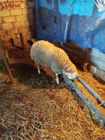 tap az yumurtlayan toyuqlar: Məhsul: Qoyunlar (ferma heyvanları) Təsvir: - Şəkillərdə bir neçə baş — 4