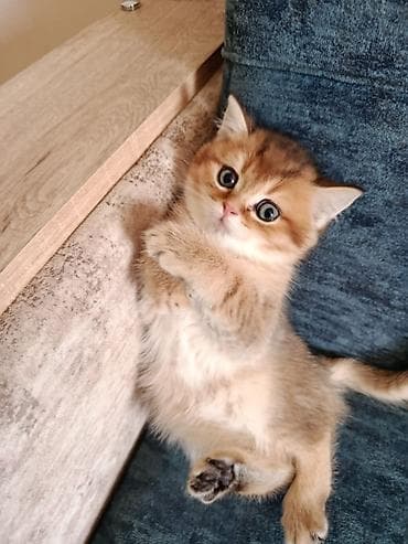 pişik yuva: Qızıl şinşilla — 2