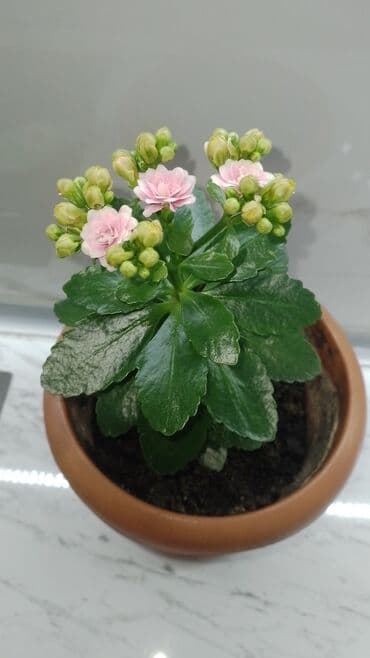 dibcey: Keyfiyətli torpag ve dibcəydə hazırlanıb — 1