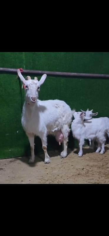 iri buynuzlu: Sütlü keçi ailəsi – ana keçi və iki bala - Cins: ağ rəngli, buynuzlu — 2