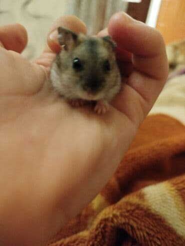 Audi: Cırtdan hamster - Növ: cırtdan (cücəboy) hamster - Rəng: boz-qəhvəyi — 1