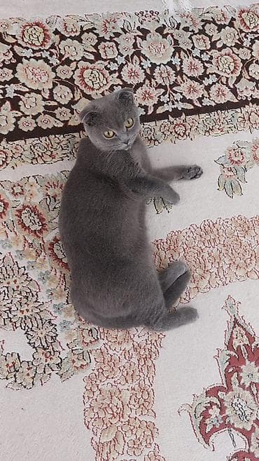 şinşila pişik: Şotland yastı qulaq, Dişi — 3