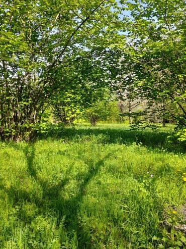 аренда и продажа недвижимости: 30 sot, Kənd təsərrüfatı, Mülkiyyətçi, Kupça (Çıxarış) — 10