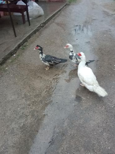 ot sekilleri: Iki dışı bir erkey satlir yumurtalayir "3 bir yerde 60 Real alicya — 3