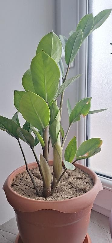 etirsah bitkisi: Zamioculcas zamiifolia (ZZ bitkisi) – otaq üçün dekorativ tropik — 1