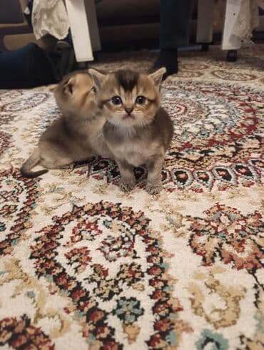 Şinşilla, Erkək, Dişi, Yaxşı əllərə, Pulsuz çatdırılma lalafo.az -da Şinşilla, Erkək, Dişi, Yaxşı əllərə, Pulsuz çatdırılma