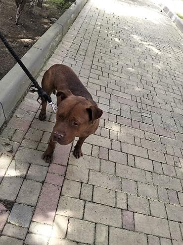 avcarka itləri: 𝘈𝘺𝘢𝘲𝘭𝘢 𝘮𝘰̈𝘩𝘬ə𝘮 𝘴𝘪𝘮𝘦𝘵𝘪𝘥𝘪𝘬𝘥𝘪𝘳. 𝘪𝘵𝘪𝘯 𝘩𝘦𝘤̧ 𝘣𝘪𝘳 𝘬𝘢 𝘱𝘳𝘪𝘻𝘪 𝘰𝘭𝘢 𝘣𝘪𝘭𝘮ə𝘻 — 4